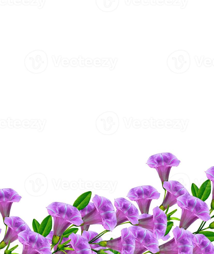fiori di petunia isolati su sfondo bianco foto