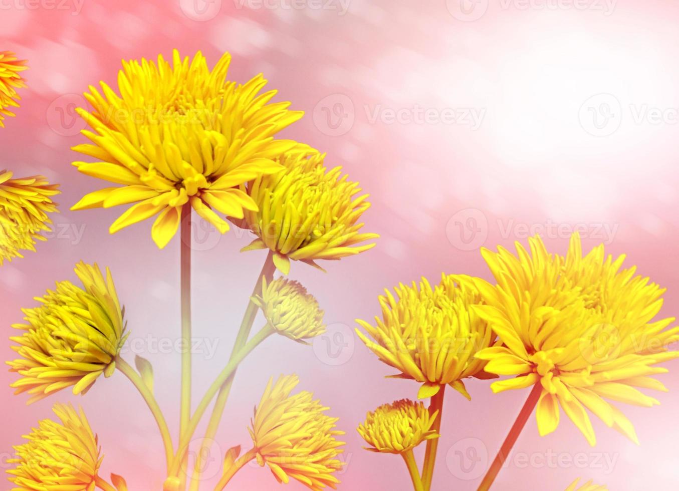 sfondo floreale. fiori di crisantemi foto
