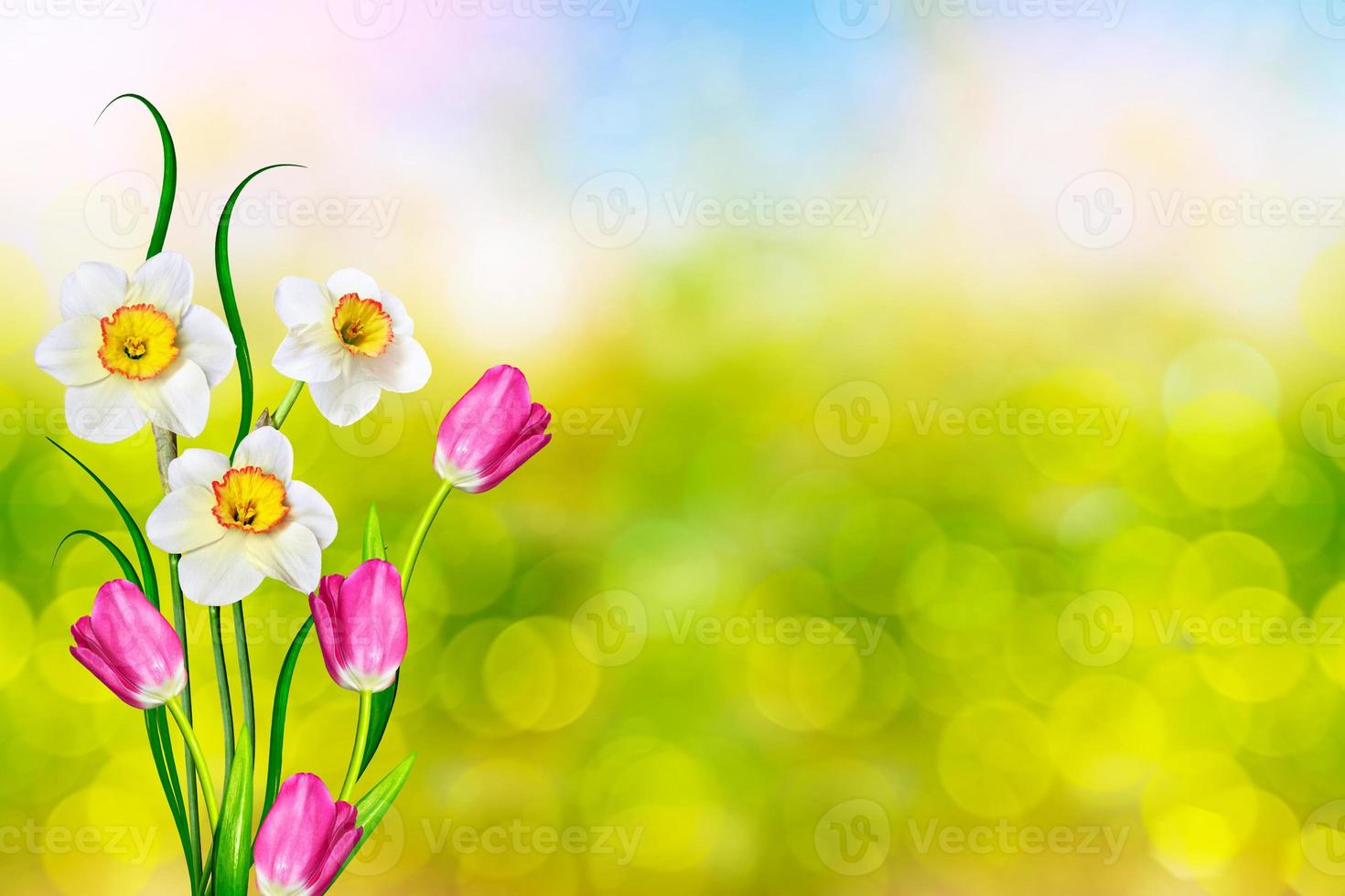 fiori primaverili luminosi e colorati narcisi e tulipani foto