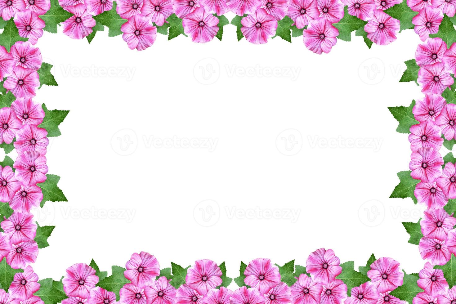 fiori di lavatera isolati su sfondo bianco. fiore luminoso foto