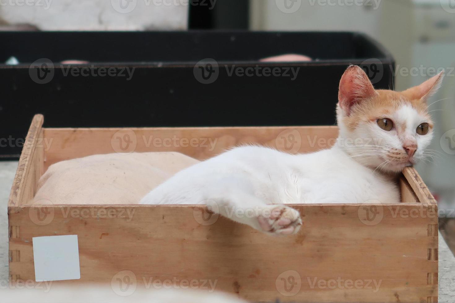 il gatto soriano bianco è sdraiato nella scatola e guarda foto