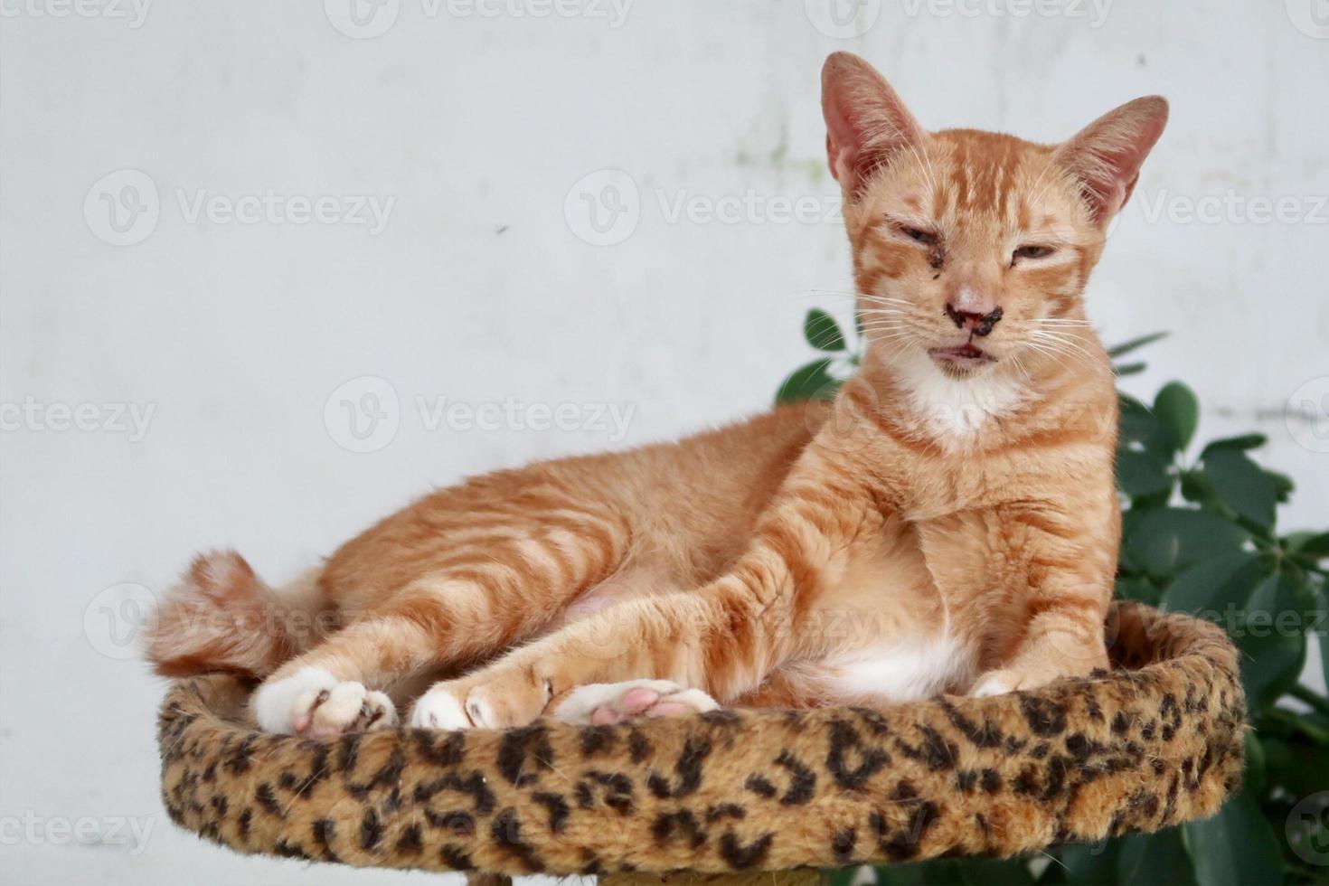 gatto soriano arancione malato sdraiato su un letto per gatti foto