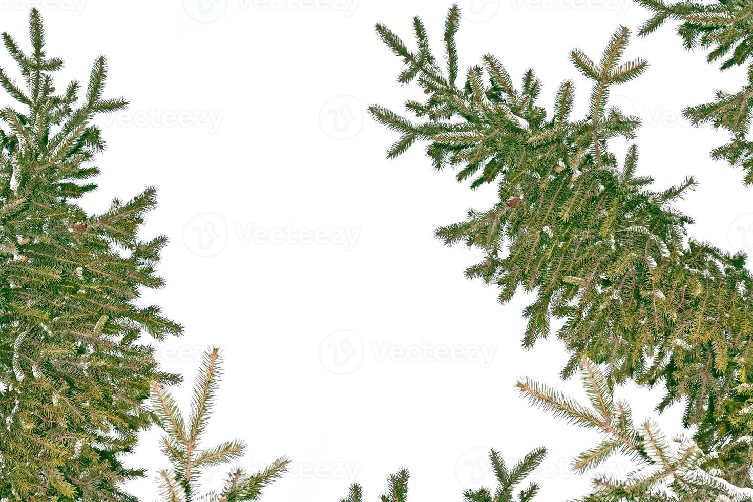 i rami dell'albero di natale innevato dell'albero foto