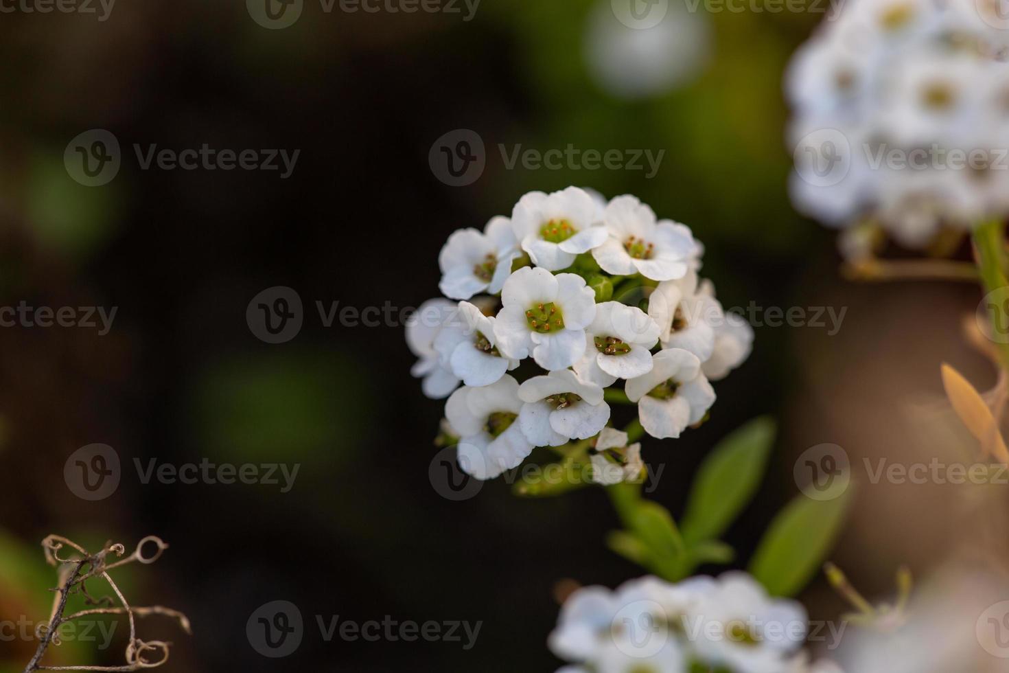 sbocciare il fiore di alyssum nella luce soffusa della fotografia macro al tramonto. piccoli fiori bianchi di una pianta da giardino in una soleggiata giornata estiva. foto ravvicinata di lobularia maritima con piccoli petali bianchi.