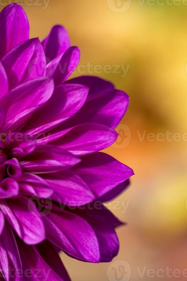 foto del primo piano del fiore della dalia viola in una giornata di sole autunnale. petali rosa di una fotografia macro di fiori da giardino in una giornata estiva. motivo floreale di bocciolo di dalia viola in fiore.