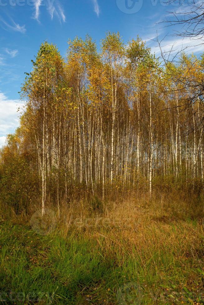 paesaggio autunnale dorato nella russia centrale. foresta autunnale in una giornata di sole. betulle con foglie gialle e un cielo azzurro brillante. paesaggio di campagna con alberi dorati in ottobre. foto