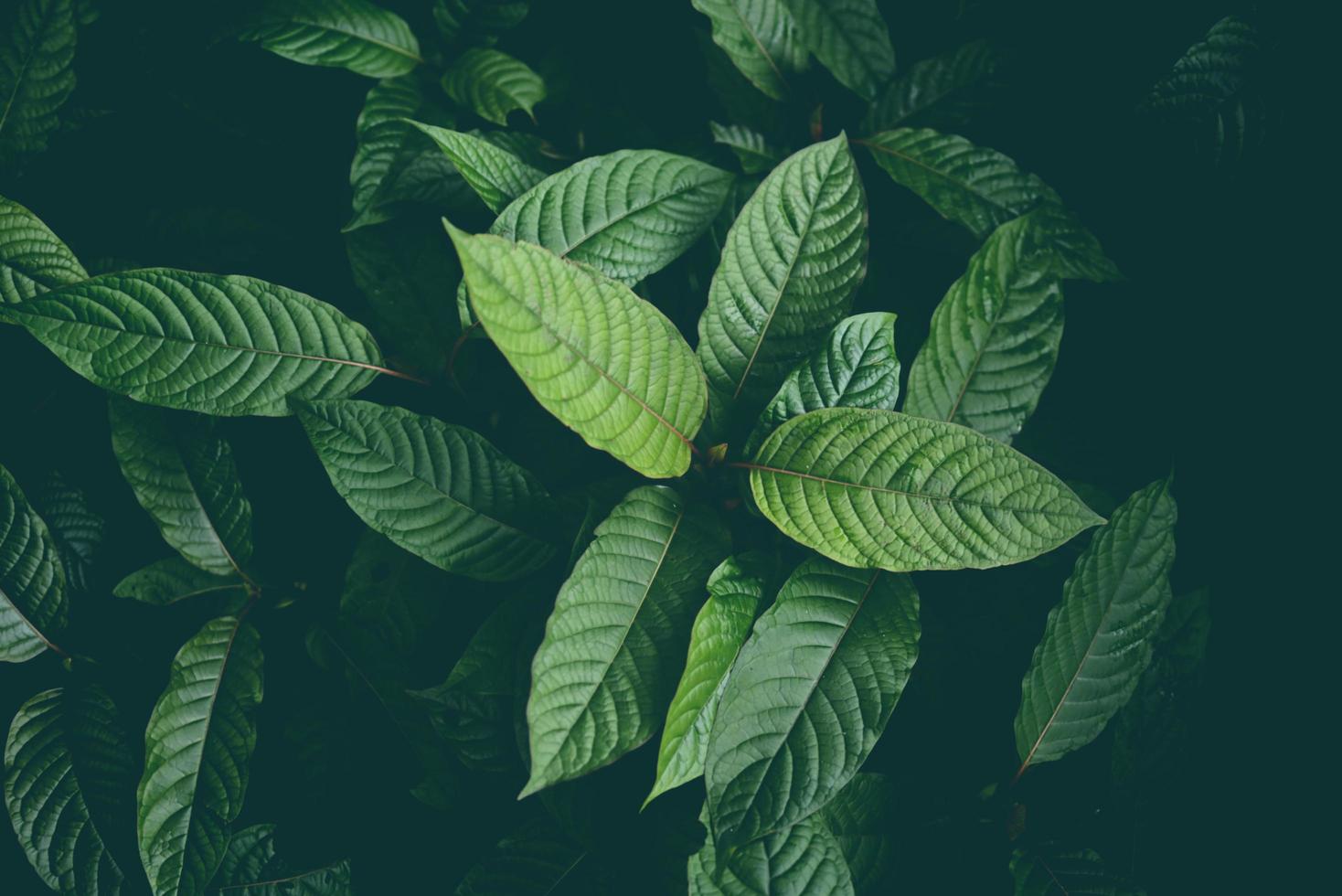 natura foglia verde sfondo, albero di kratom cresce su pianta scura albero foglie di kratom - mitragyna speciosa korth piante medicinali foto