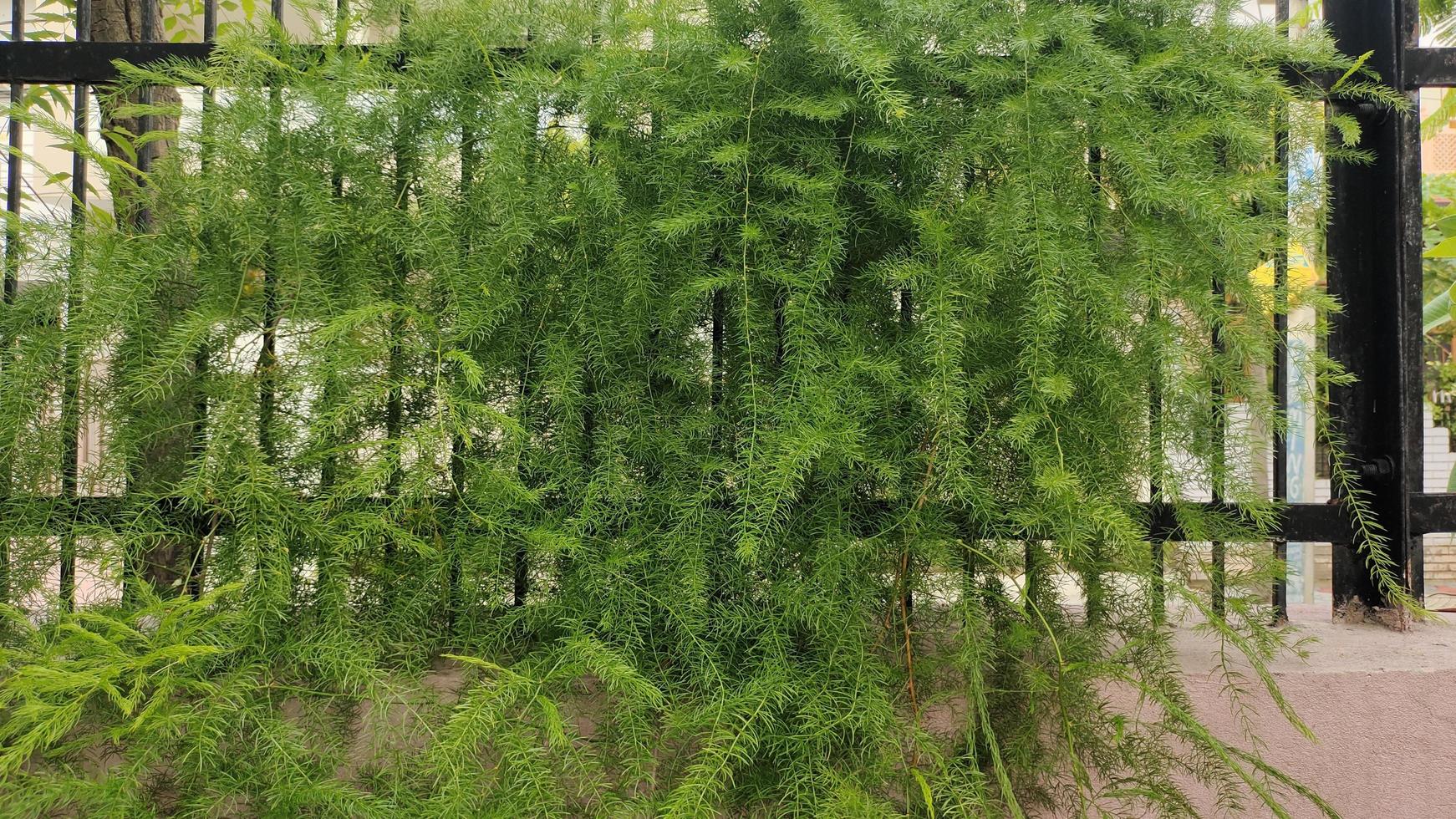 bella natura lascia la foto della pianta