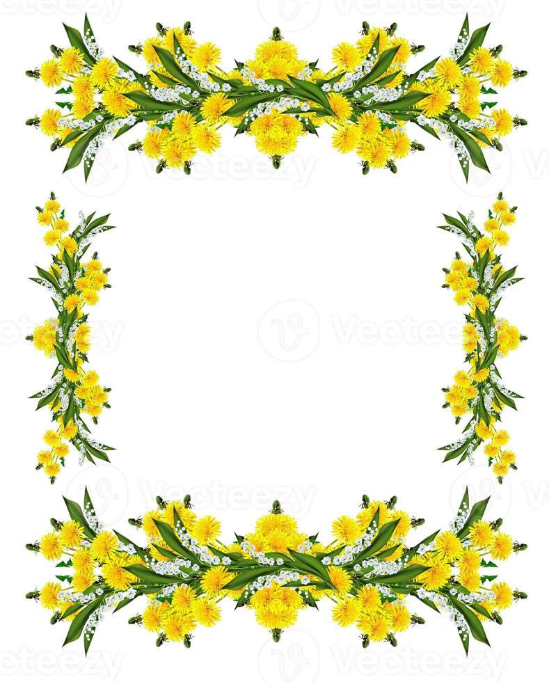 fiori di tarassaco isolati su sfondo bianco foto