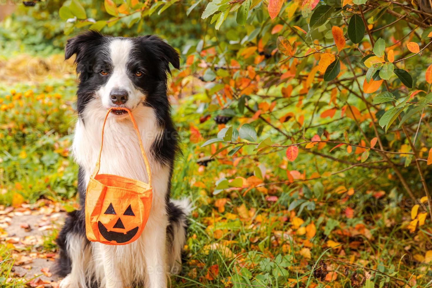 concetto di dolcetto o scherzetto. divertente cucciolo di cane border collie che tiene un cesto di zucca in bocca seduto su uno sfondo colorato di fogliame autunnale nel parco all'aperto. preparazione per la festa di halloween. foto