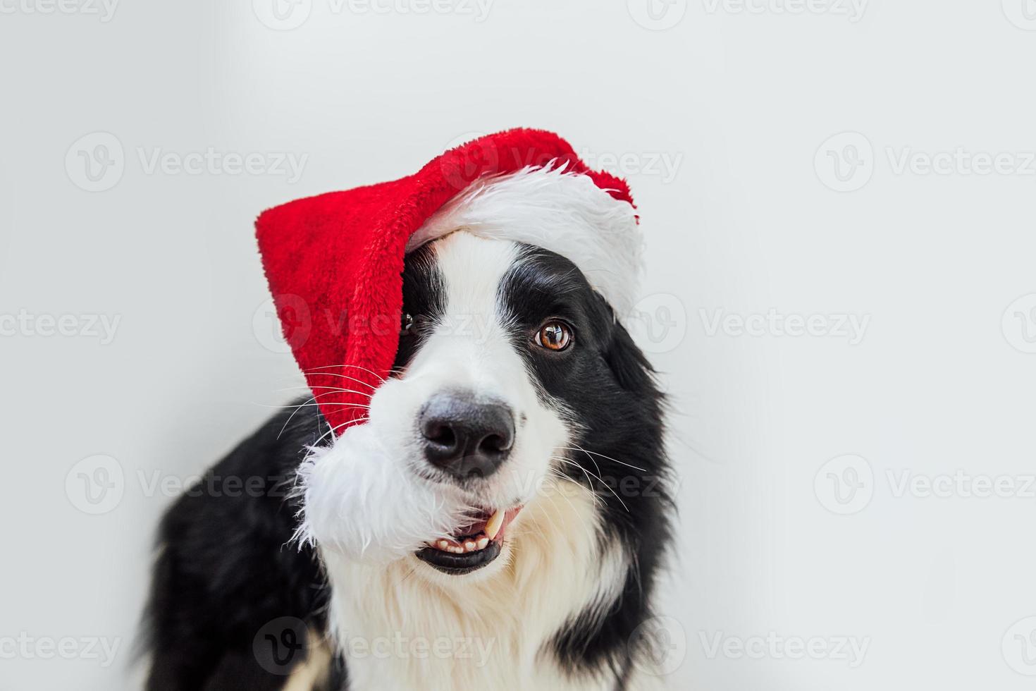 divertente ritratto di carino sorridente cucciolo di cane border collie che indossa il costume di natale cappello di Babbo Natale rosso isolato su sfondo bianco. preparazione per le vacanze concetto di buon natale felice foto