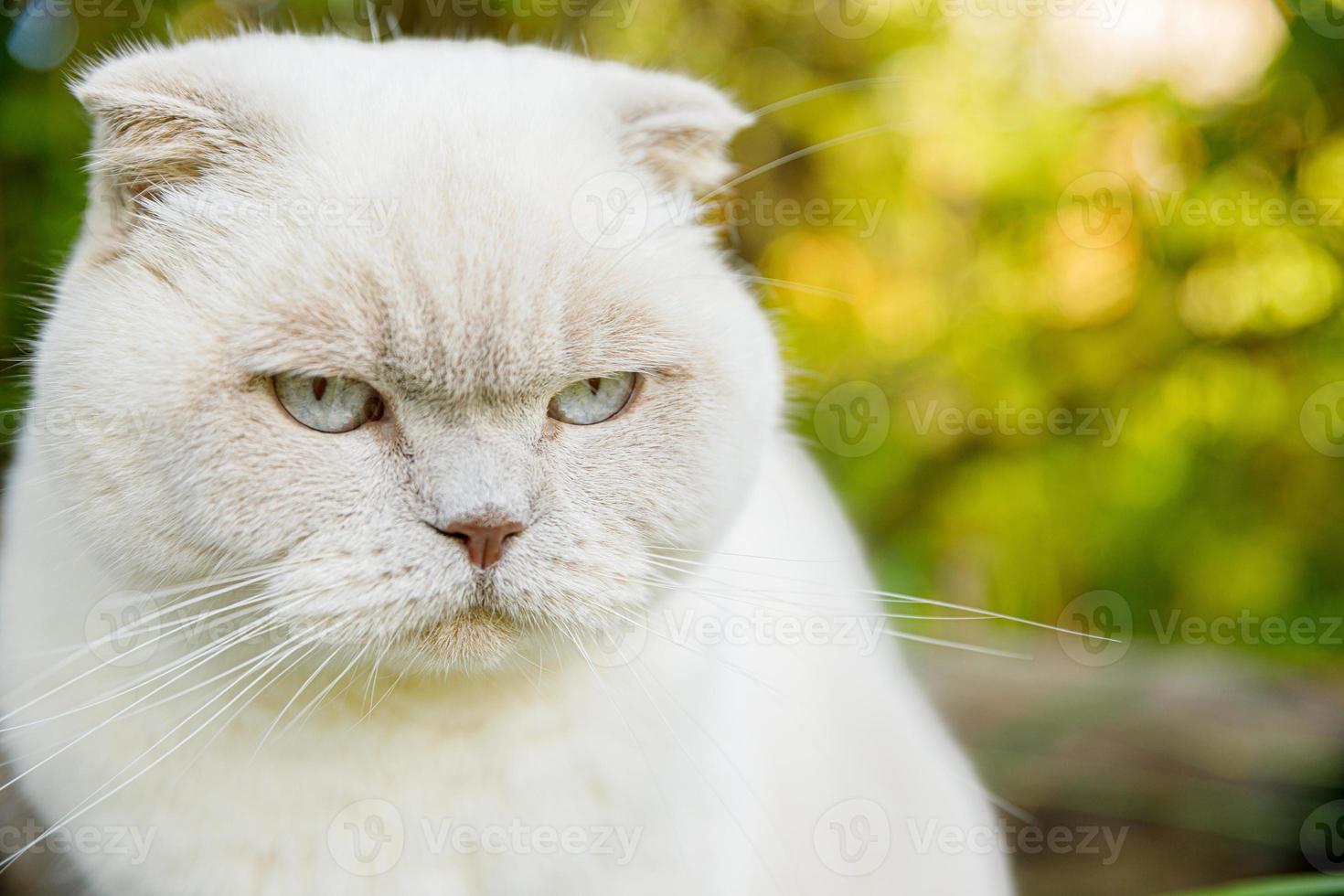 divertente ritratto di gattino bianco domestico dai capelli corti su sfondo verde cortile. gatto britannico che cammina all'aperto in giardino il giorno d'estate. concetto di salute e animali per la cura degli animali domestici. foto