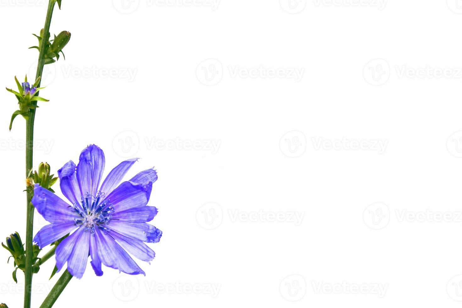 fiore di cicoria con foglia isolato su sfondo bianco foto
