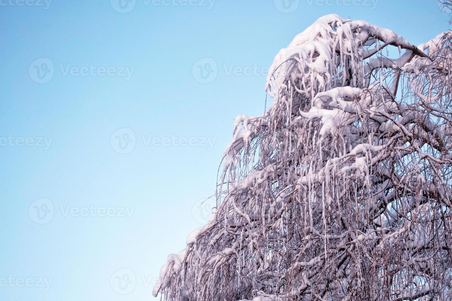 foresta invernale ghiacciata con alberi innevati. foto