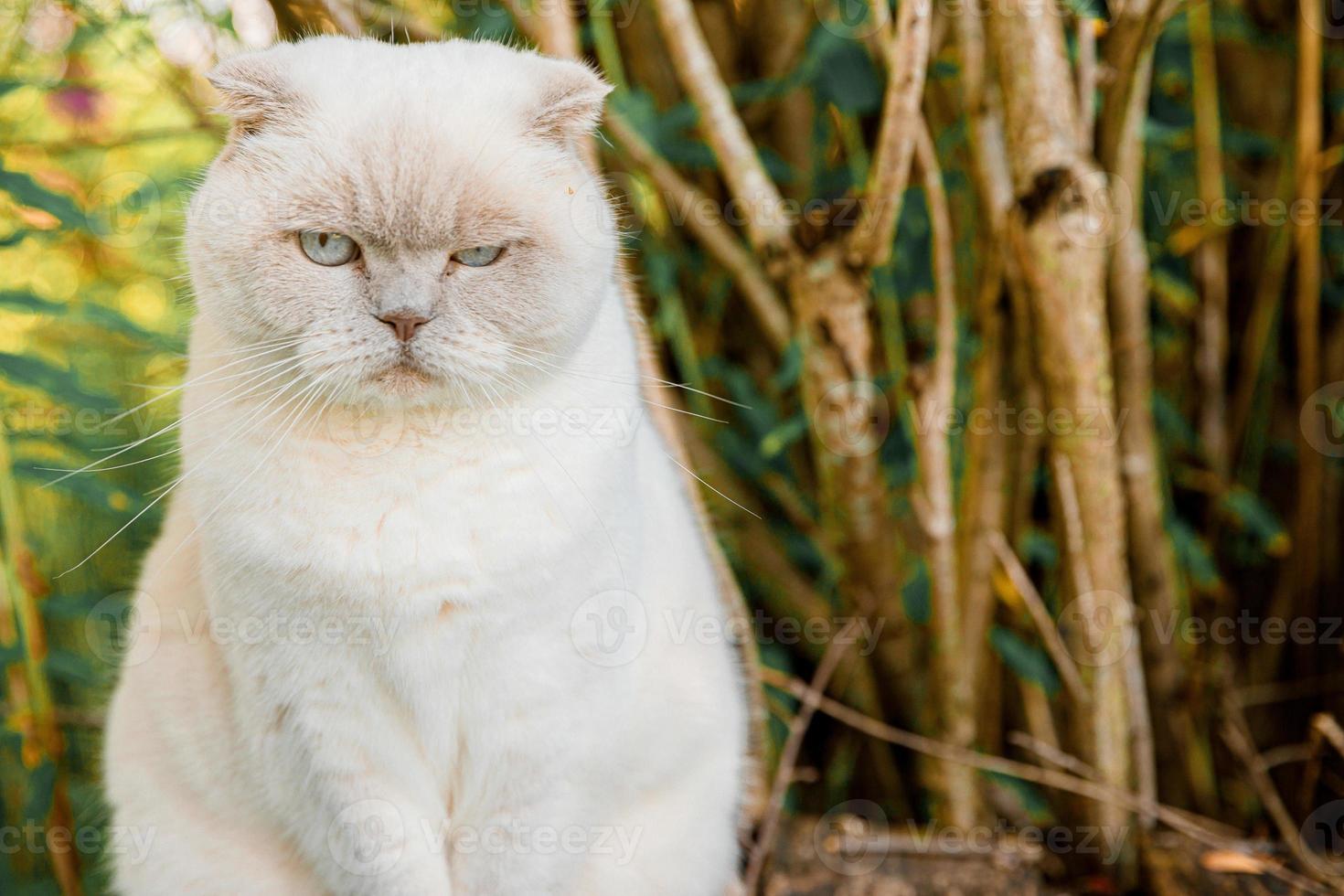 divertente ritratto di gattino bianco domestico dai capelli corti su sfondo verde cortile. gatto britannico che cammina all'aperto in giardino il giorno d'estate. concetto di salute e animali per la cura degli animali domestici. foto