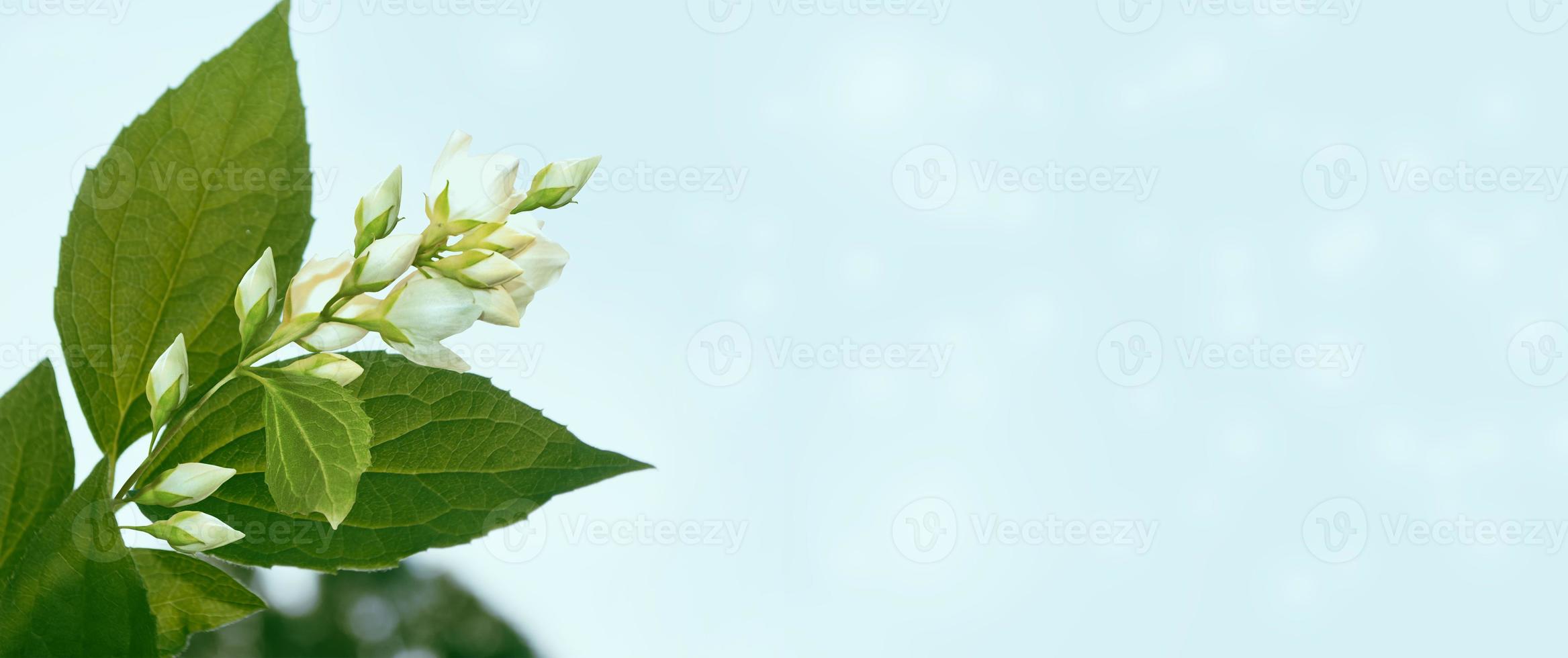 gelsomino bianco il ramo fiori primaverili delicati foto