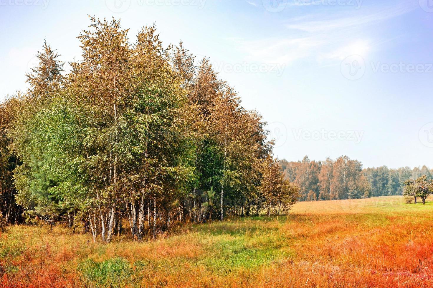 paesaggio autunnale. foglie. alberi colorati. estate indiana foto