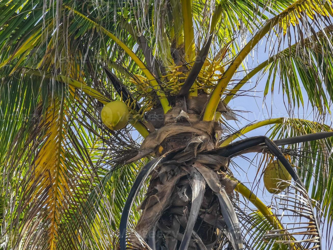 palme tropicali noci di cocco cielo blu a tulum messico. foto