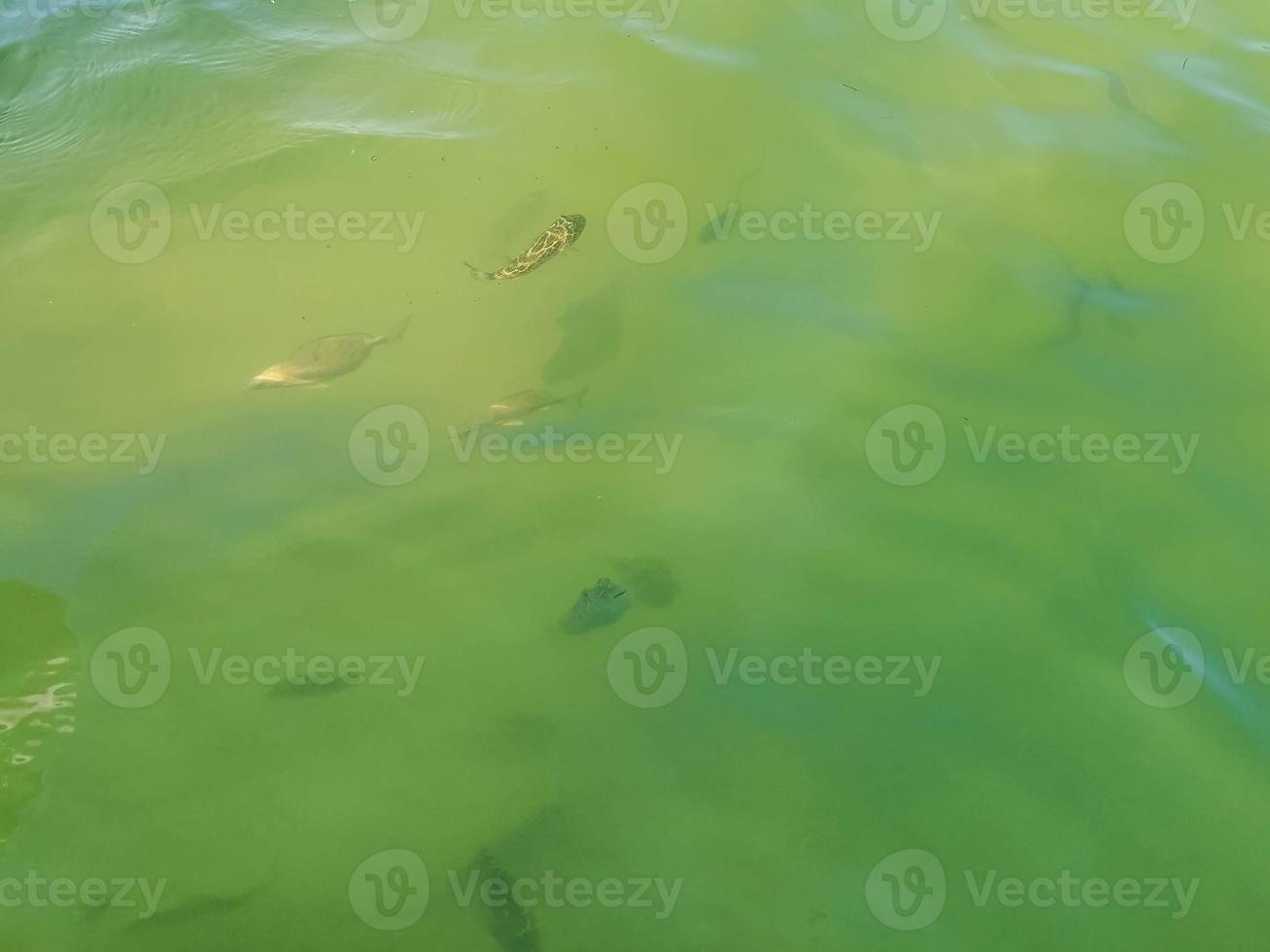 pesci tropicali che nuotano nell'acqua blu turchese verde holbox messico. foto