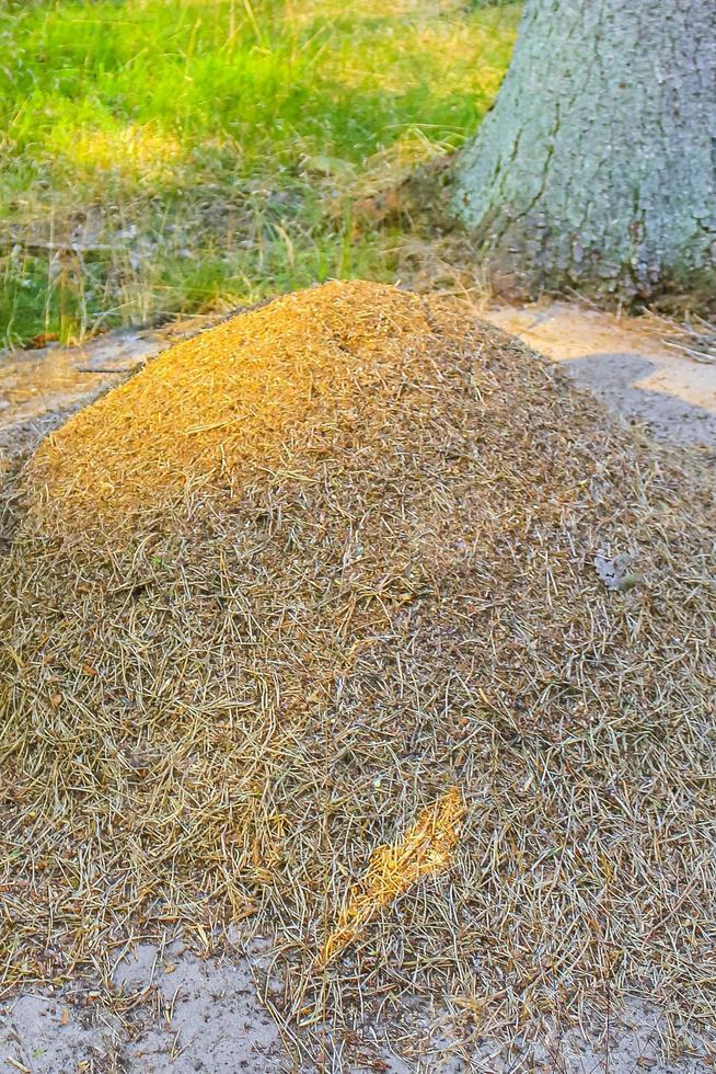 formicaio con un sacco di formiche foresta naturale germania. foto