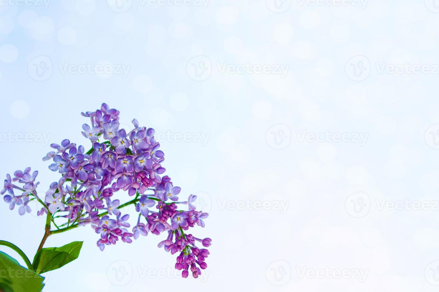 fiori lilla luminosi e colorati foto