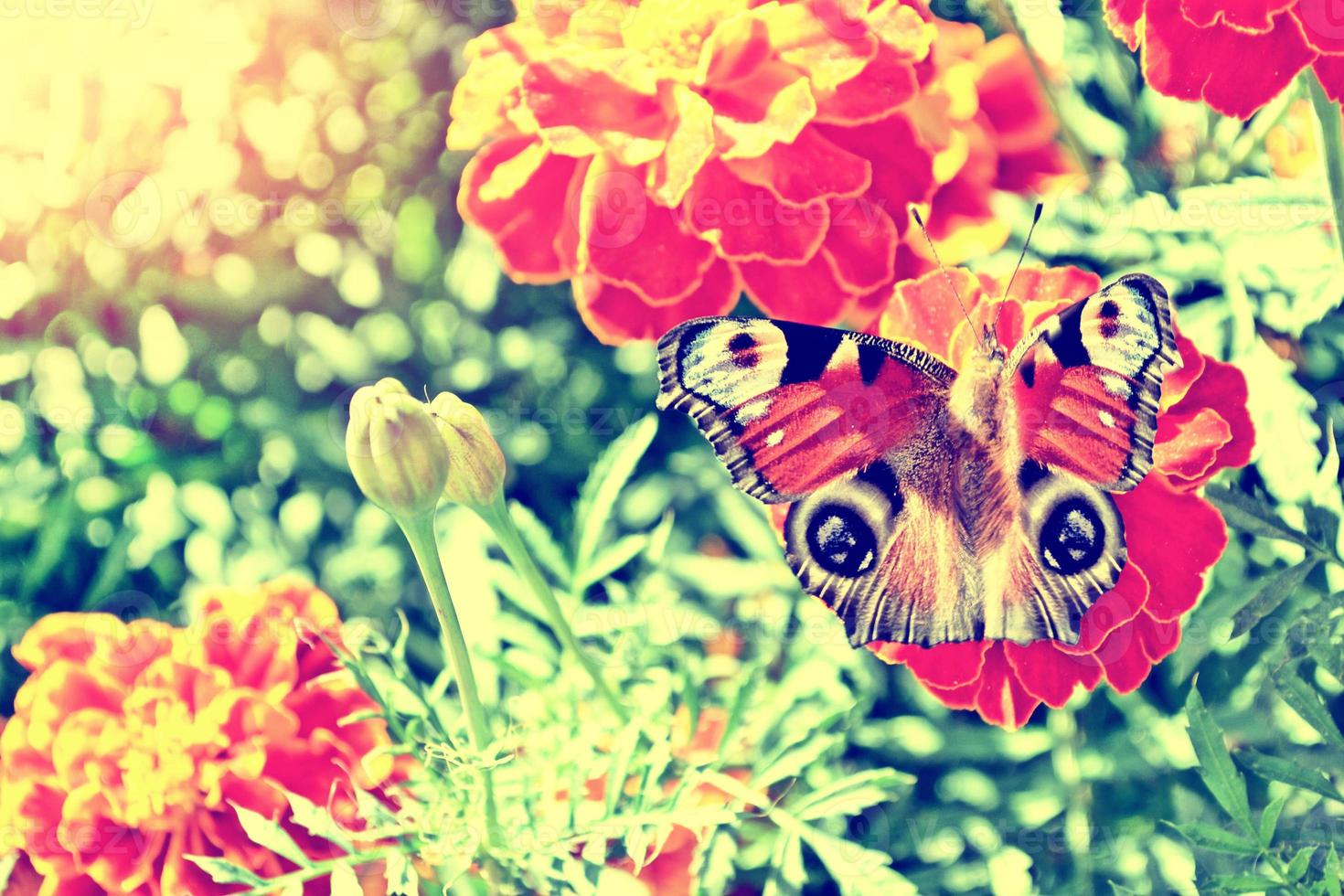 calendula colorata sullo sfondo del paesaggio estivo. farfalla su un fiore foto