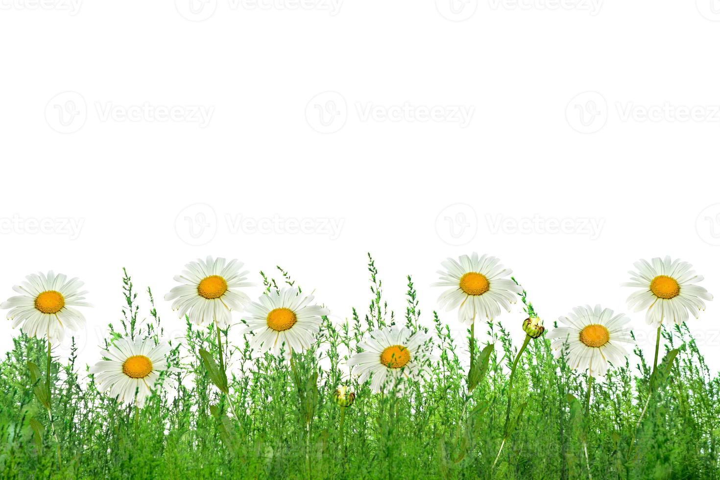 margherite millefiori. paesaggio estivo. fiori bianchi di camomilla foto