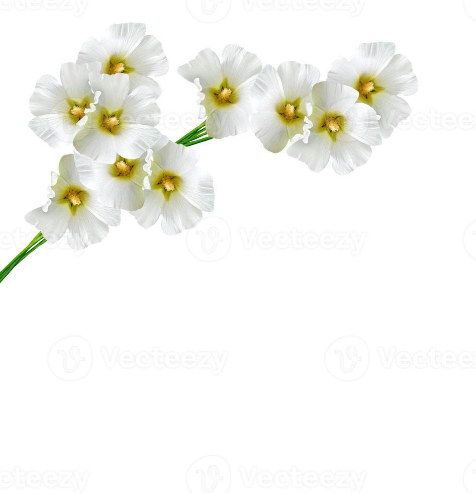 fiori di malva isolati su sfondo bianco foto