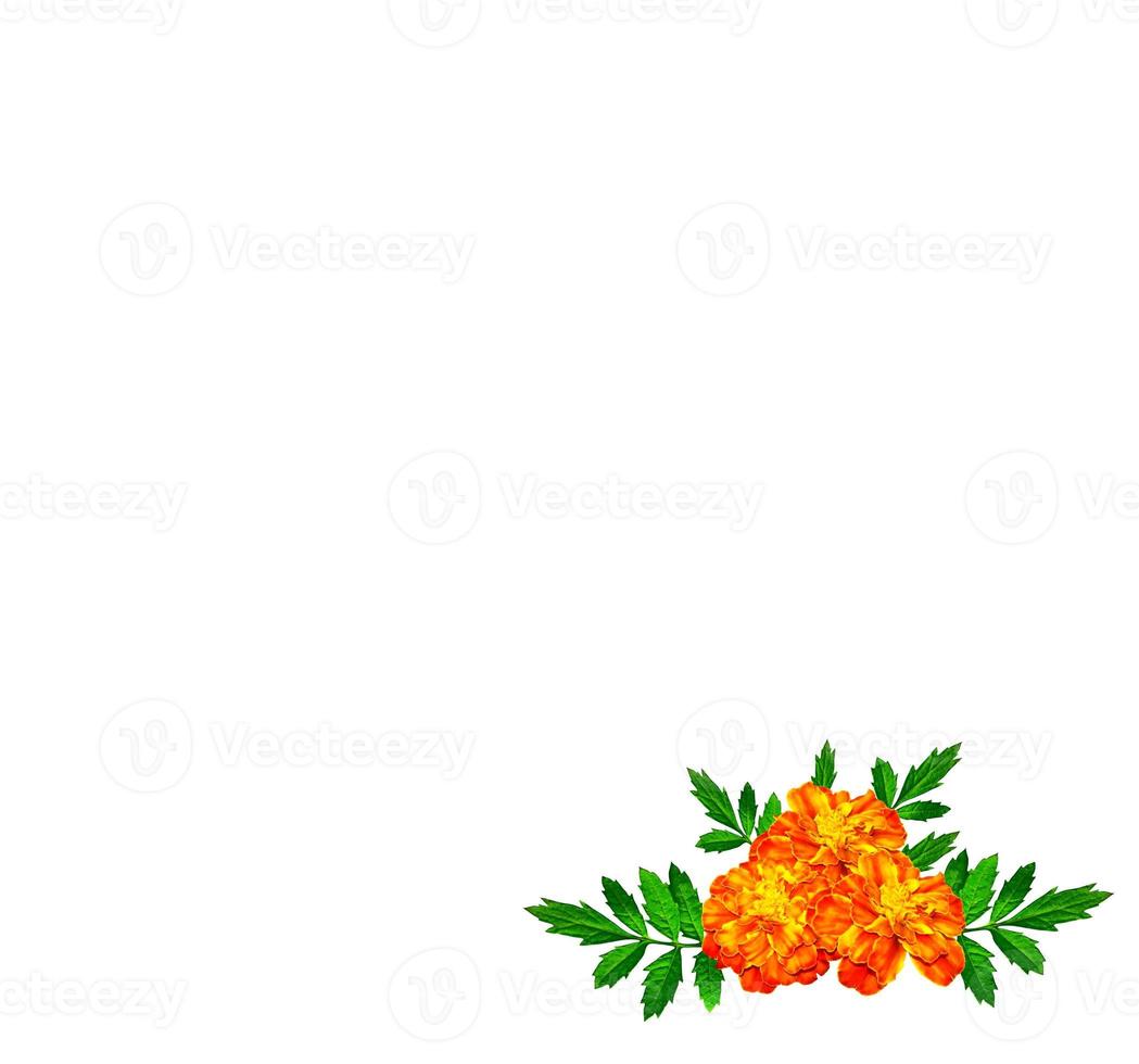 calendule di fiori autunnali isolati su sfondo bianco. foto