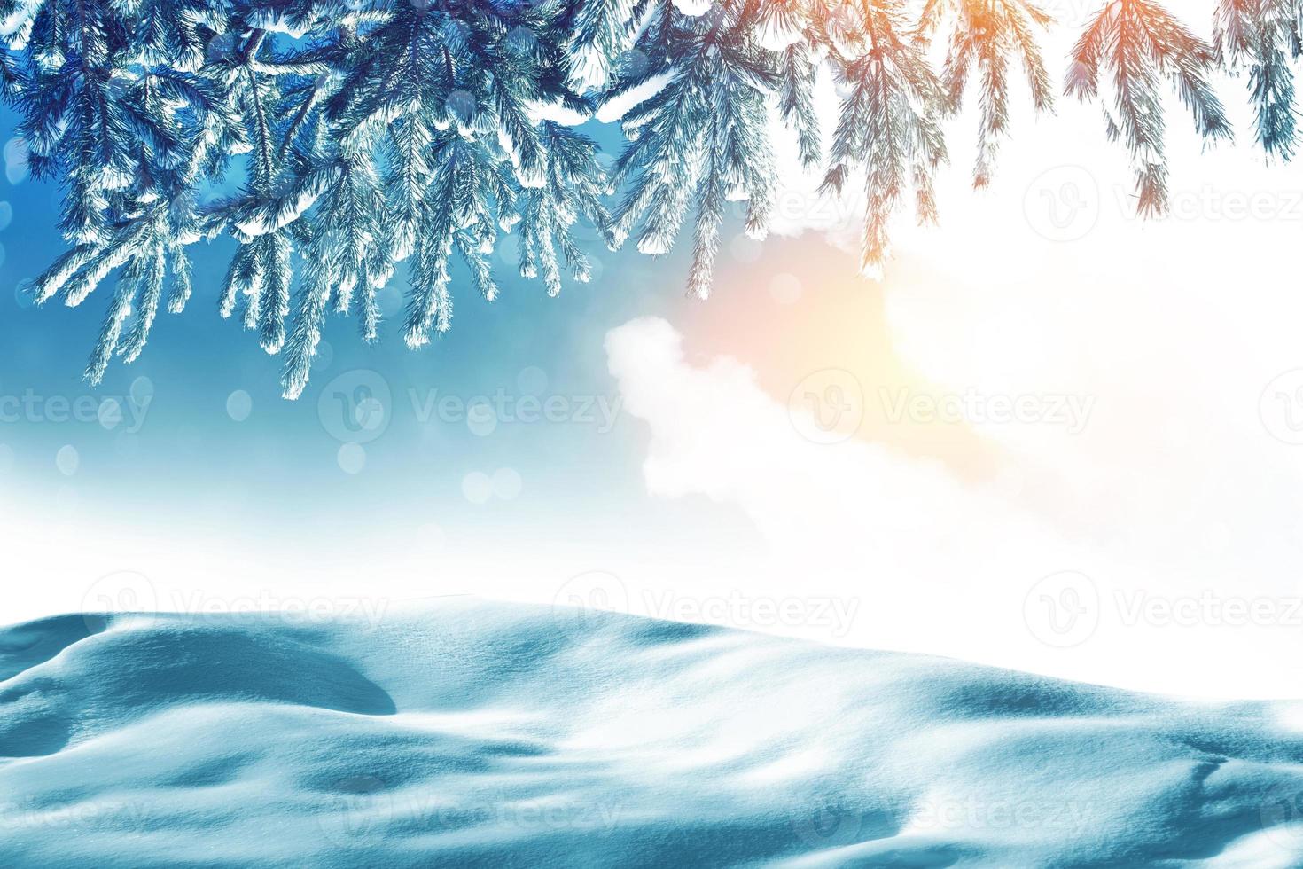 ramo di abete innevato su uno sfondo invernale. foto