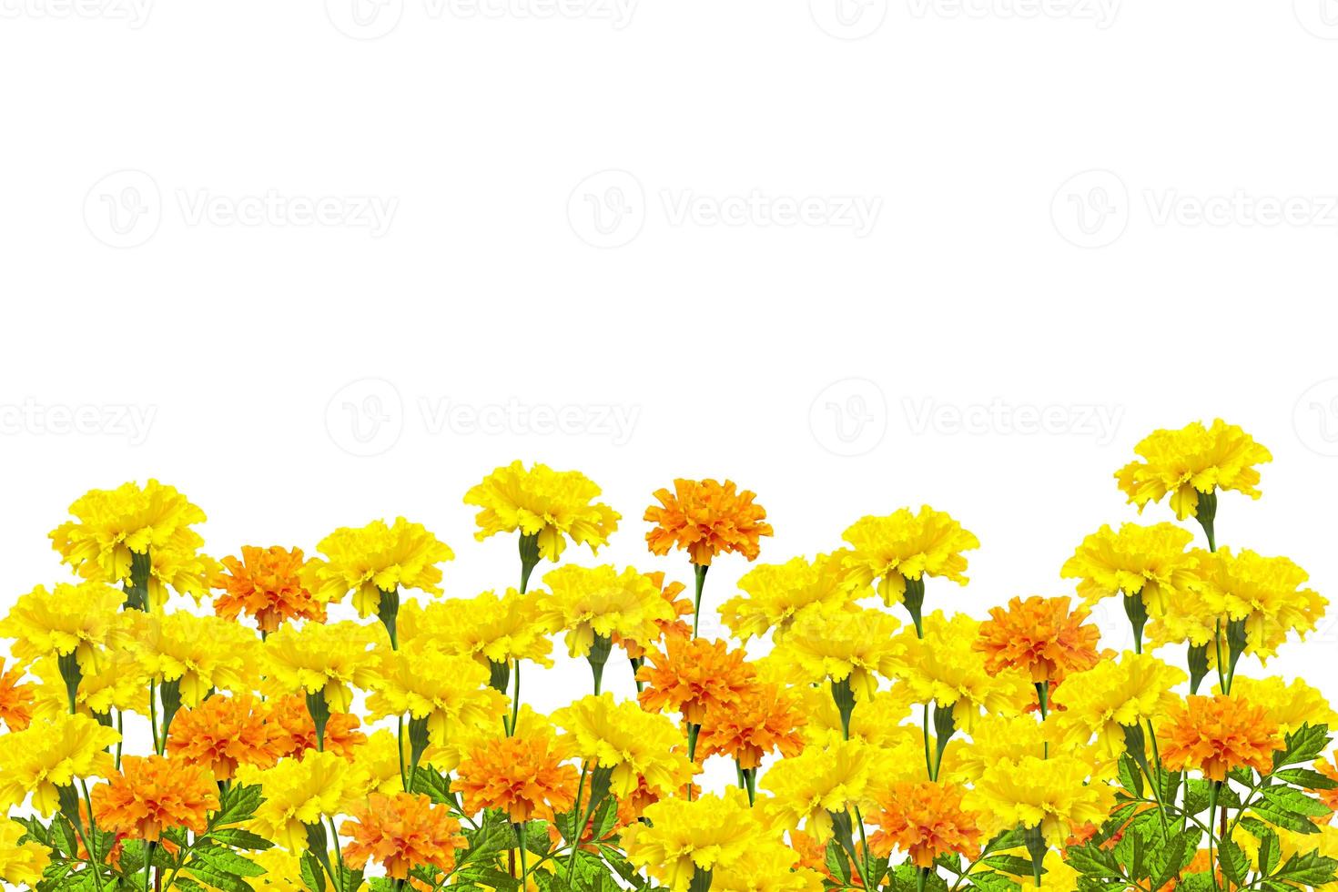 calendule di fiori colorati luminosi isolati su sfondo bianco foto