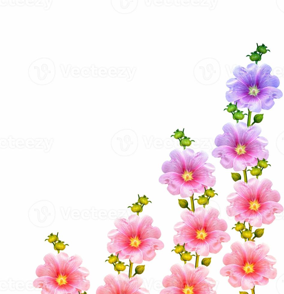 fiori di malva isolati su sfondo bianco foto