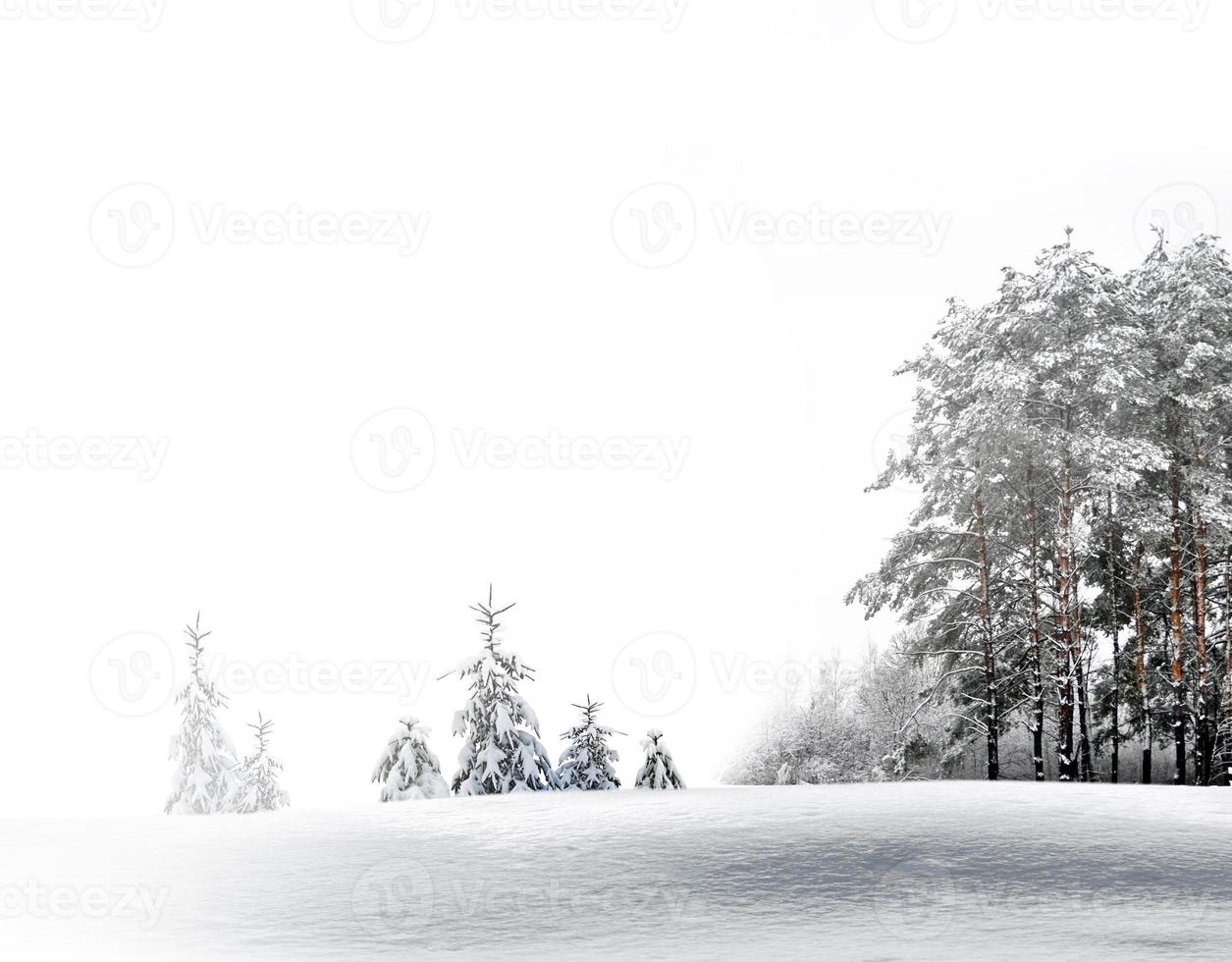 foresta d'inverno. paesaggio invernale. foto