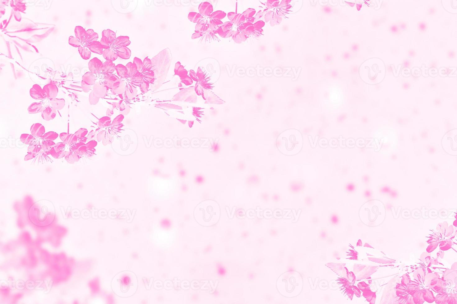 ciliegio in fiore. fiori primaverili colorati luminosi foto