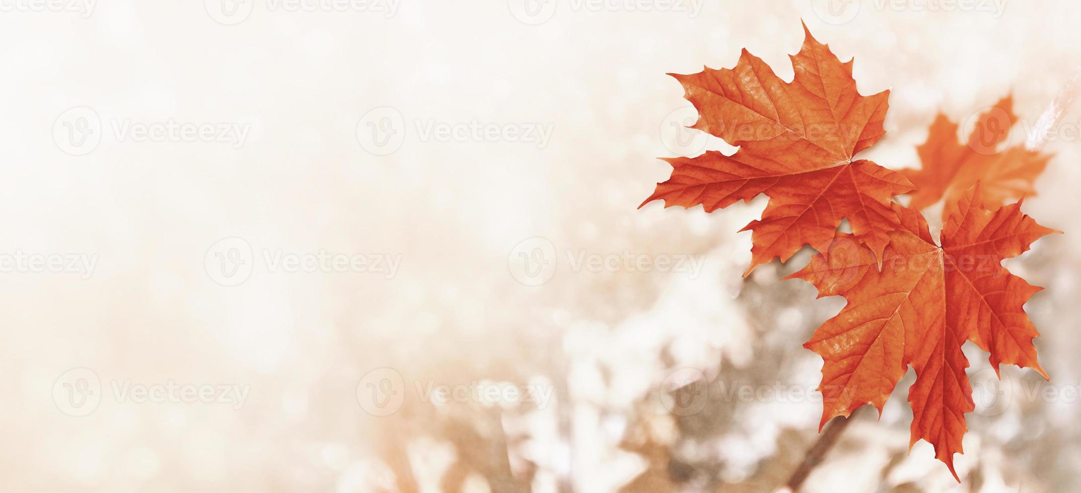 paesaggio autunnale con fogliame colorato brillante. estate indiana. foto