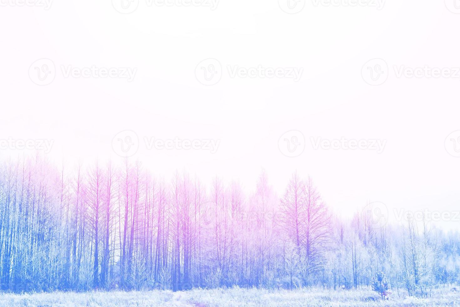 foresta invernale ghiacciata con alberi innevati. foto