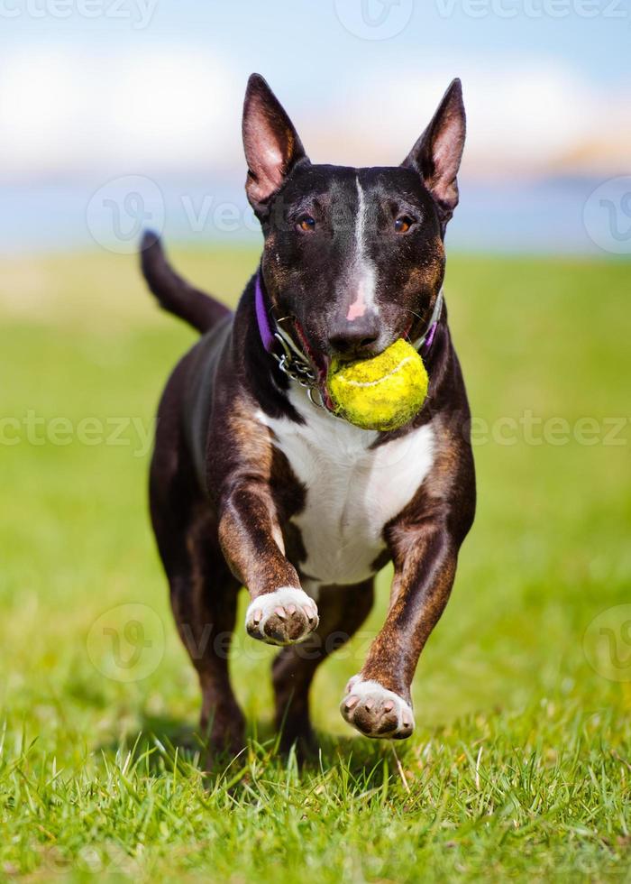 cane bull terrier inglese che trasporta una palla foto
