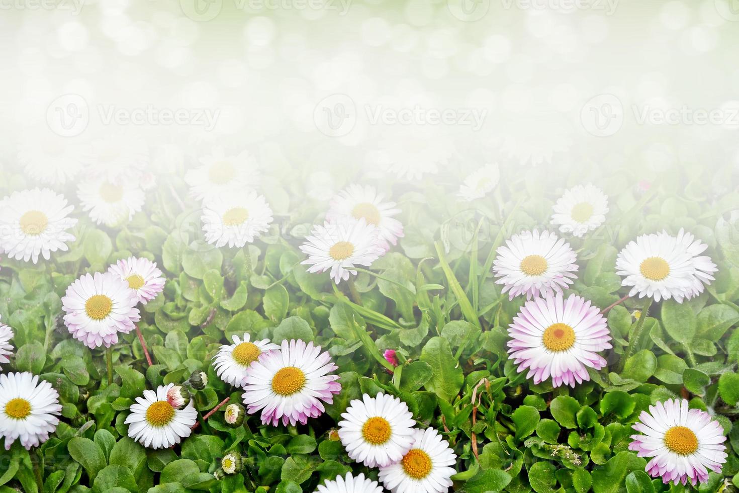 margherite di fiori di campo. camomiles in erba verde, primi piani foto