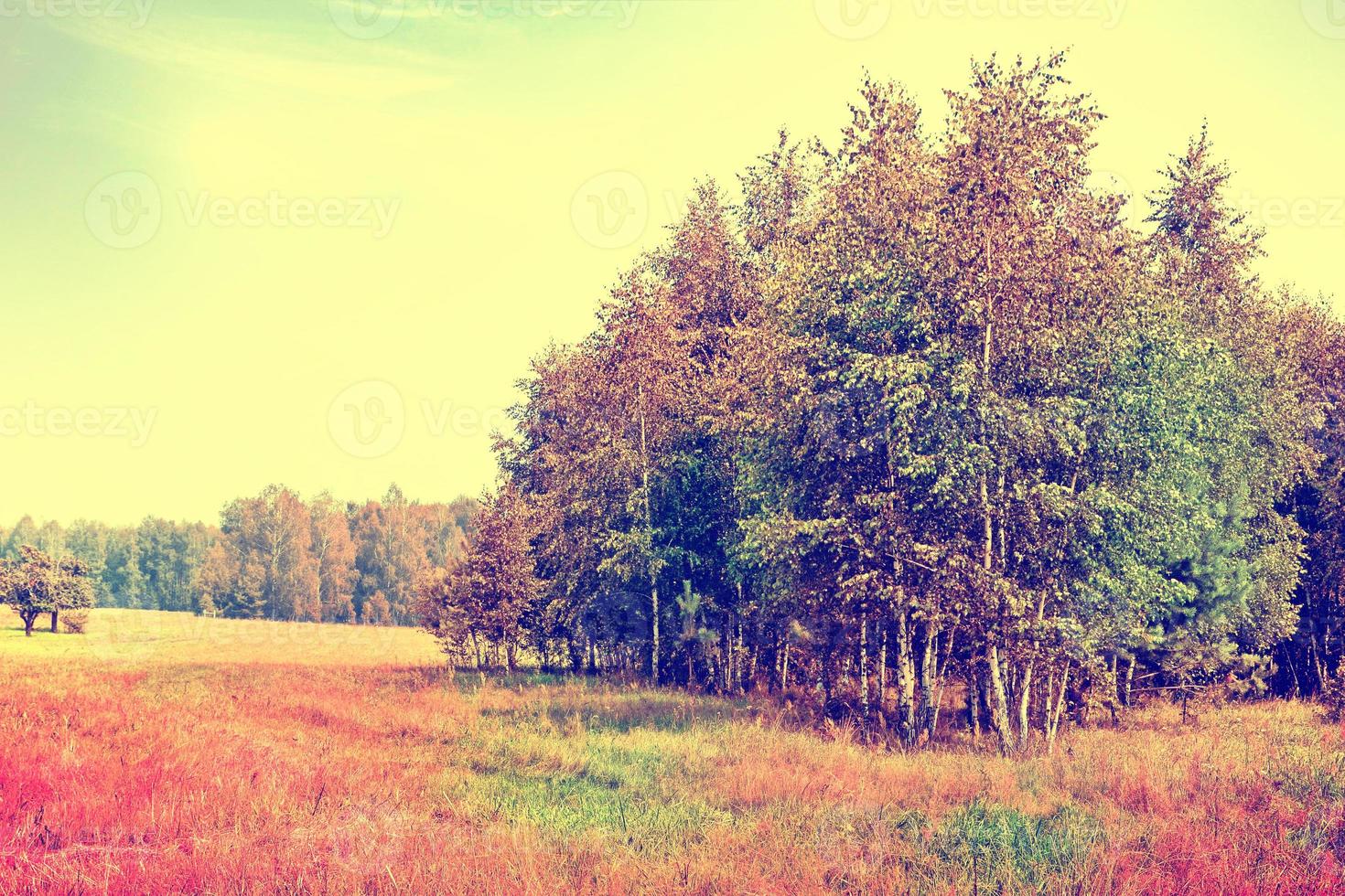 paesaggio autunnale. foglie. alberi colorati. estate indiana foto