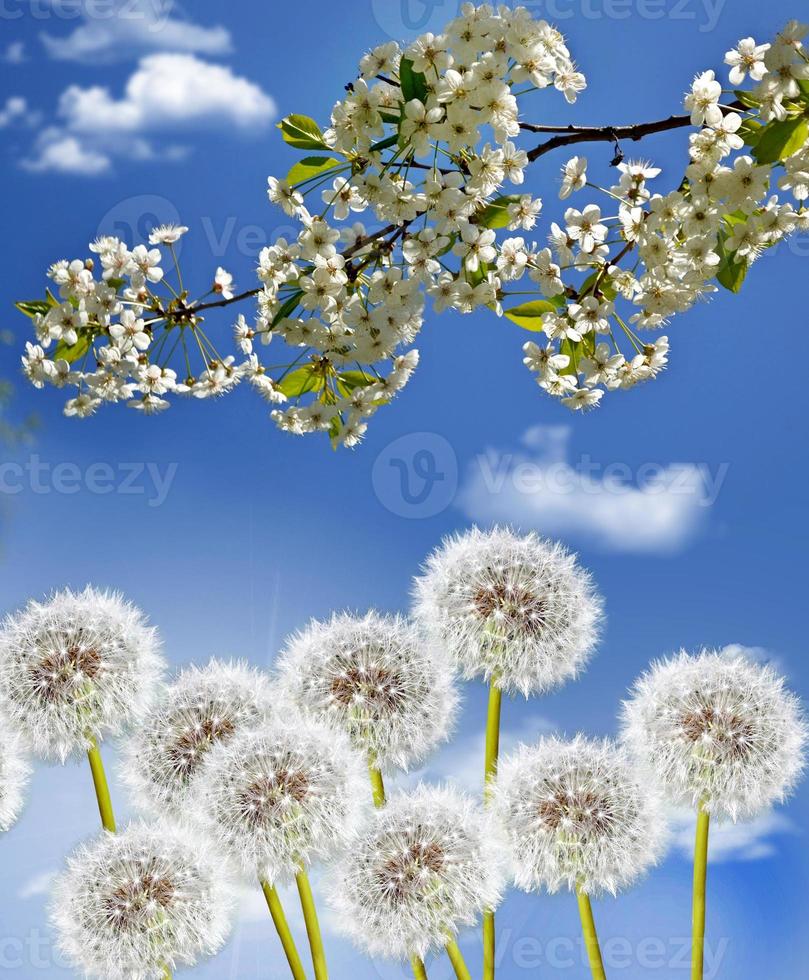 ramo dei fiori di ciliegio contro il cielo blu con nuvole foto