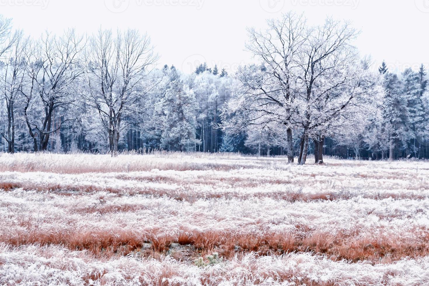 foresta nel gelo. paesaggio invernale. alberi innevati. foto