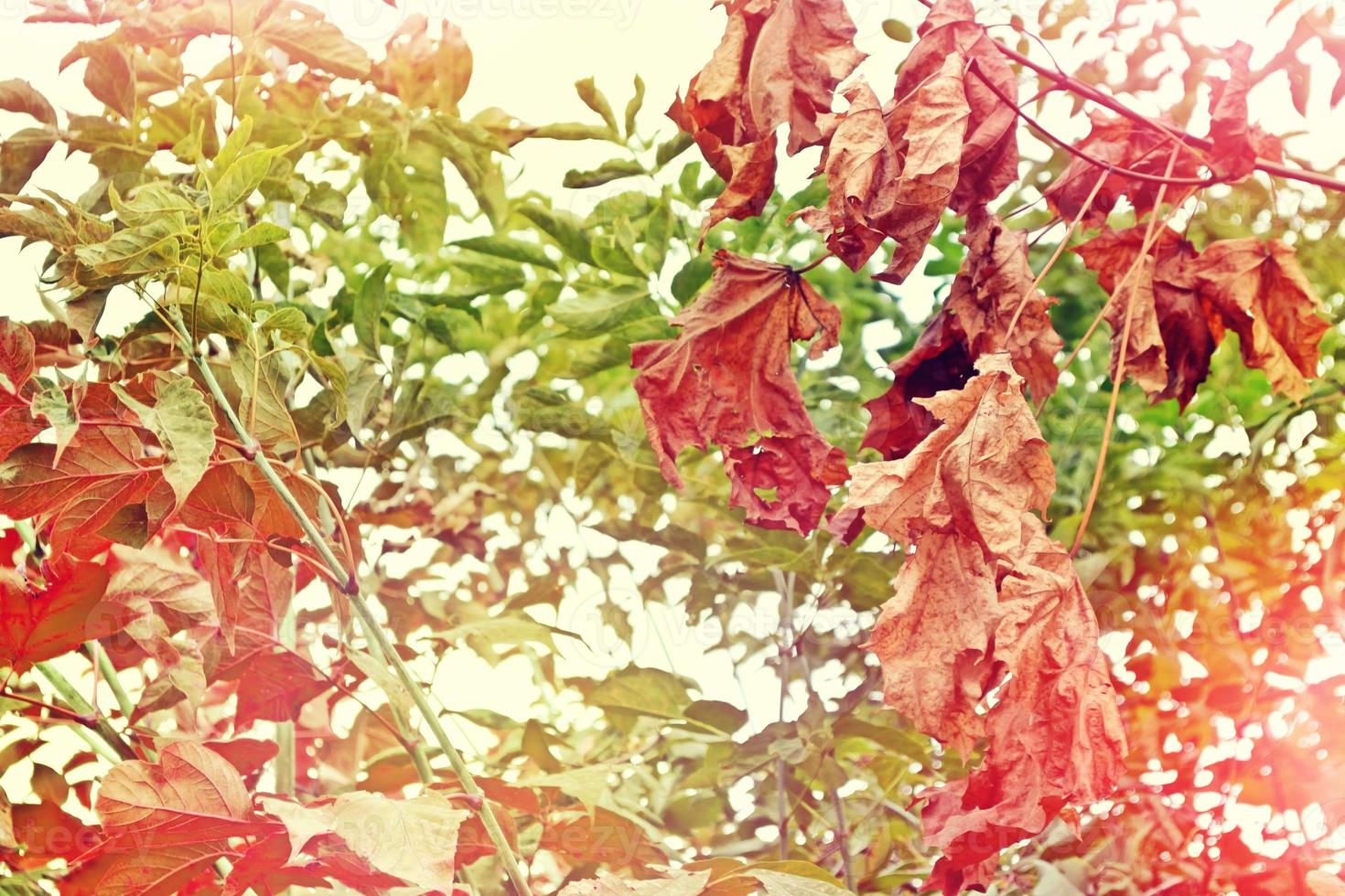 paesaggio autunnale con fogliame colorato brillante. estate indiana. foto