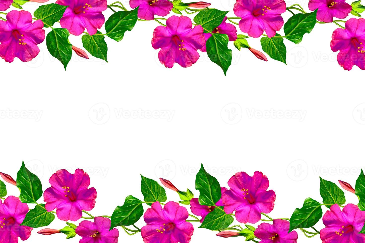petunie isolate su sfondo bianco. fiori colorati. foto