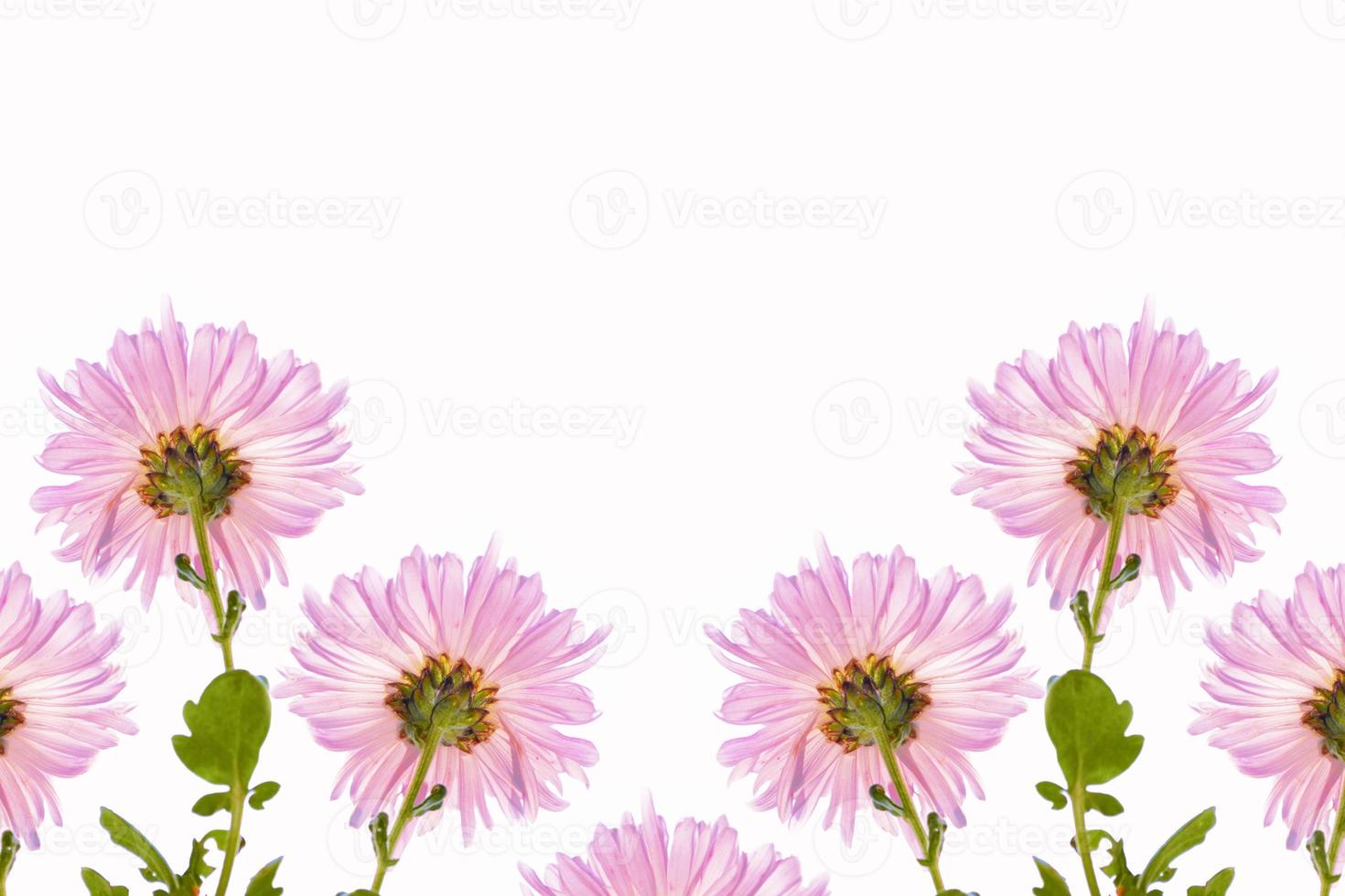 fiori autunnali colorati di crisantemo foto
