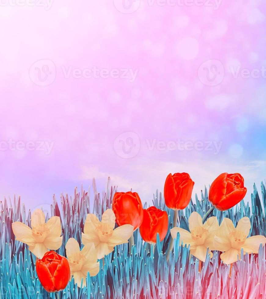 fiori primaverili luminosi e colorati narcisi e tulipani foto
