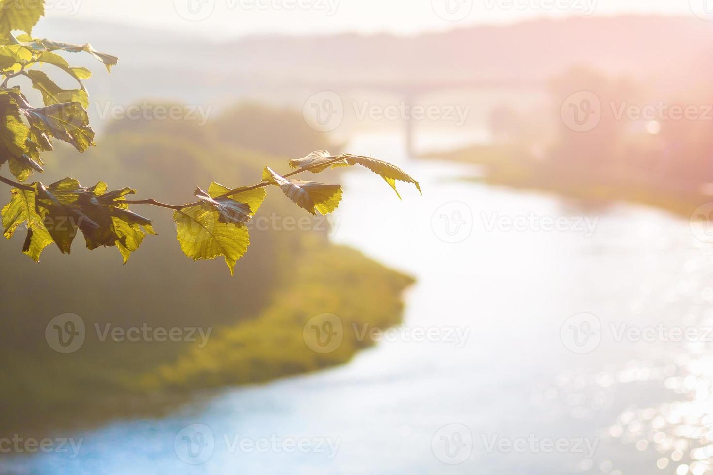 un ramo di tiglio in primo piano sullo sfondo un ponte sfocato e un ampio fiume foto