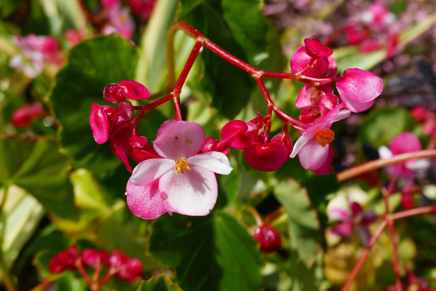 begonia fiori che sbocciano nel giardino. il colore vivido del tono del ravanello conferisce agli sguardi un fascino speciale appendendolo al suo albero. primo piano, luce del mattino foto