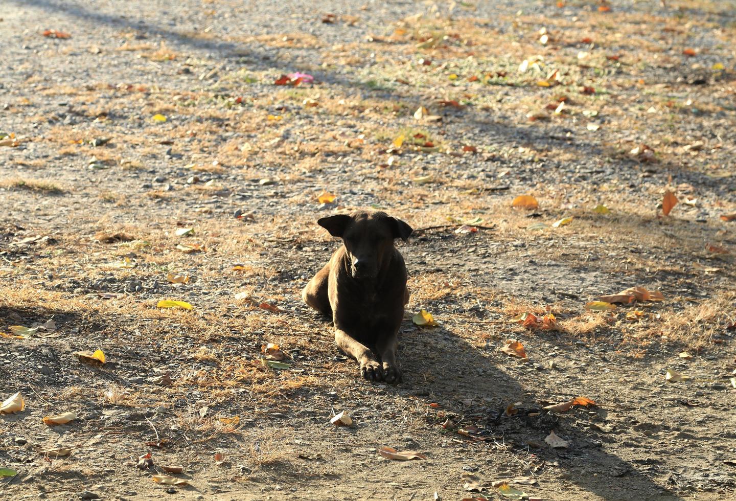 una femmina di cane randagio nero in attesa che gli avanzi di cibo sopravvivano giorno dopo giorno è uno spettacolo comune in Thailandia, dove ci sono molti randagi. foto