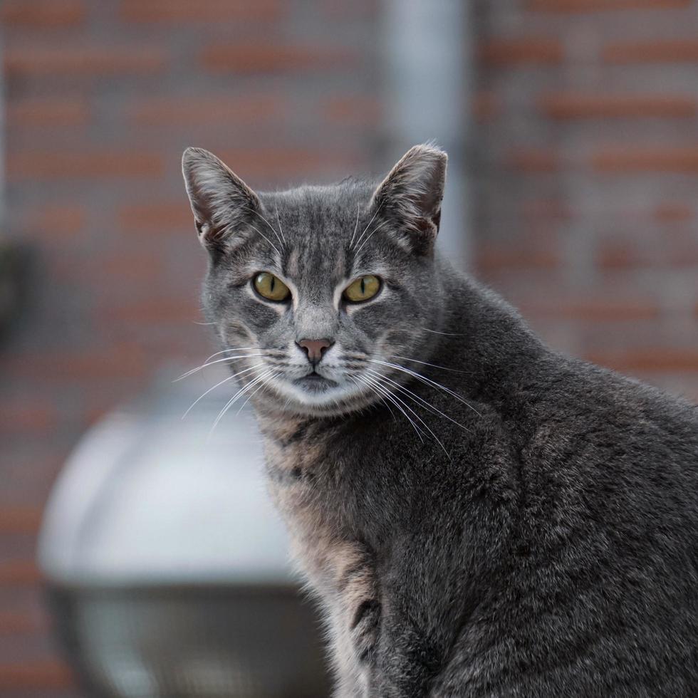 ritratto di gatto grigio randagio, temi animali foto