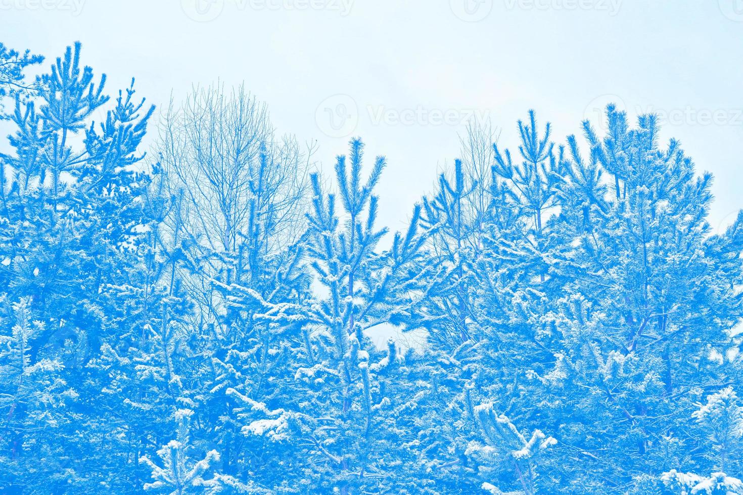 foresta invernale ghiacciata con alberi innevati. foto